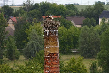 Aus knapp 100m Entfernung hat man leider keinen Einblick ins Nest.